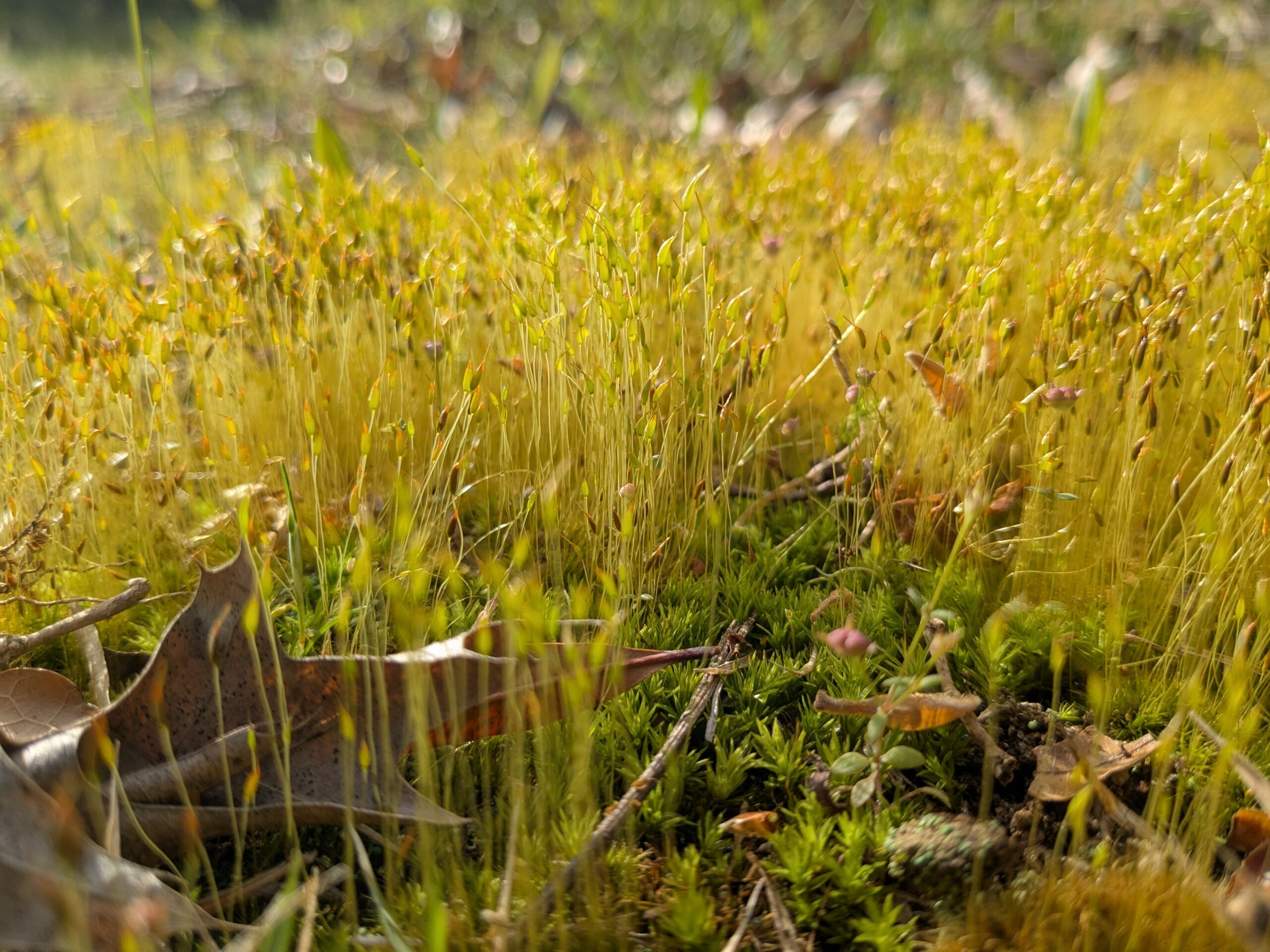 When Our Forests Stop Breathing