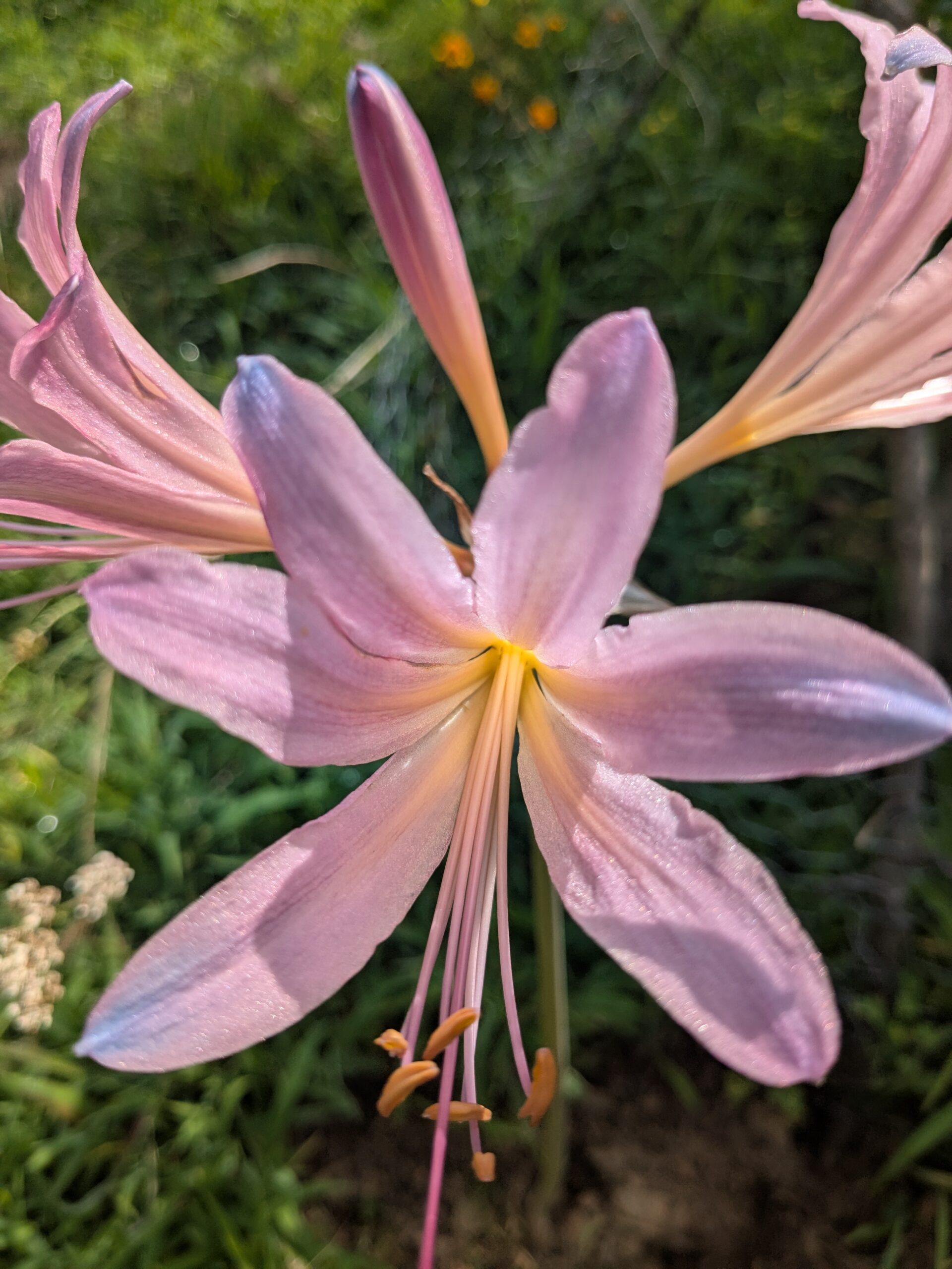 Announced as 2025 Susan Laughter Meyers Poetry Fellowship Award Winner